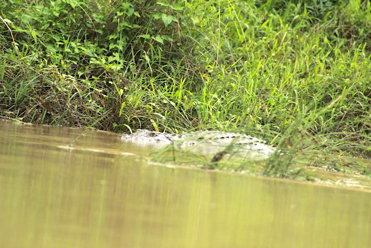 Crocodile at Chitwan National Park