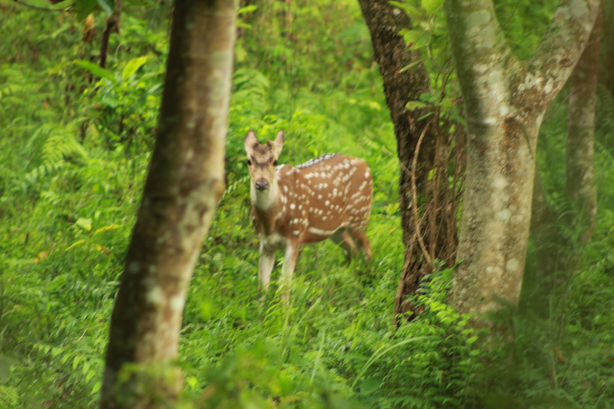 Deer on Jungle Safari