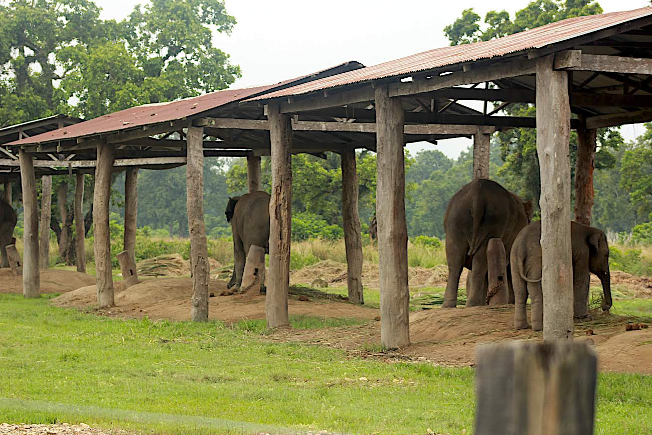 Elephant Breeding and Training Center, Chitwan National Park