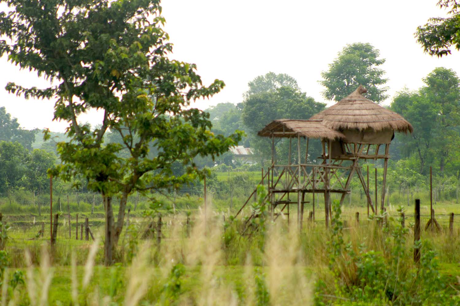 Bird watching Tower on Jungle Safari