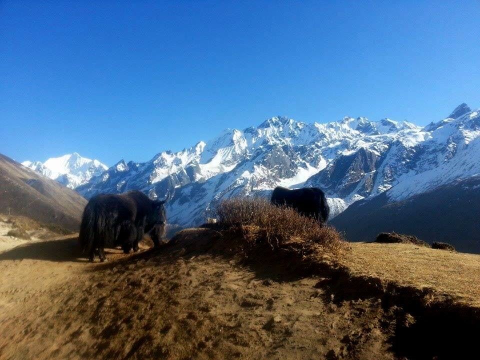 Reasons to choose Langtang Valley Trek