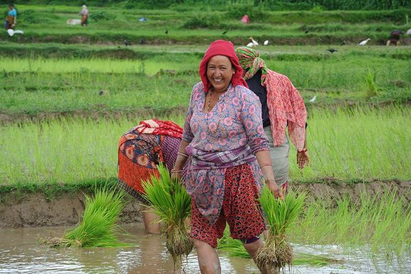 Ropain "रोपाइँ" Rice Planting Festival