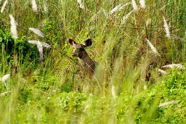 Jungle Safari at Jeep and Traditional Boating in The Chitwan National Park Nepal (Raw Video)